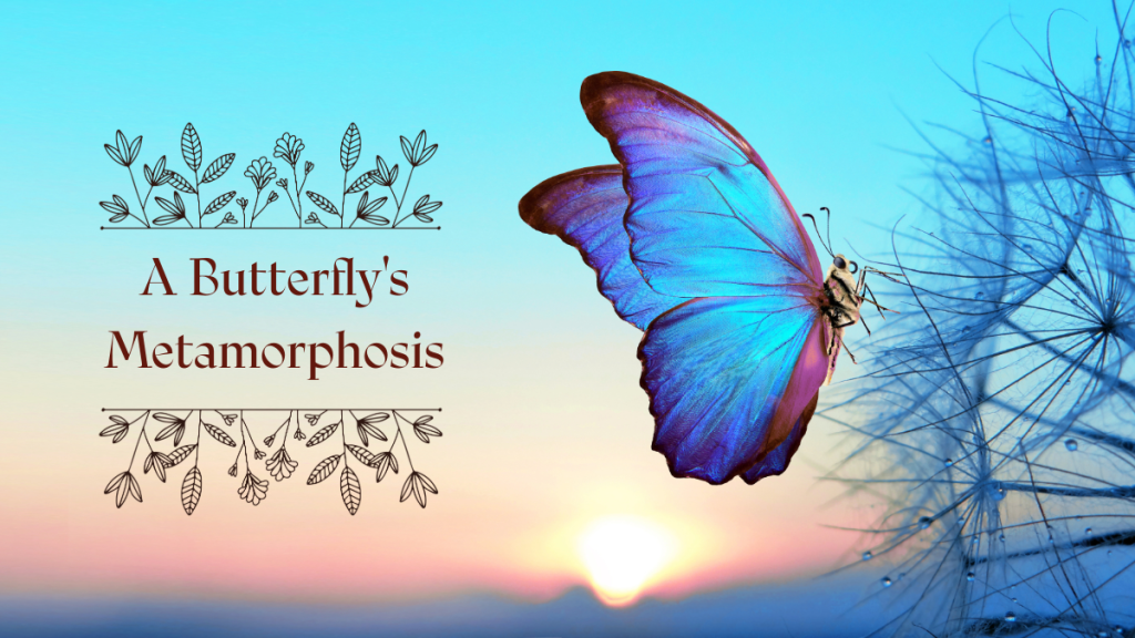 Title Image: A Butterfly's Metamorphosis with a butterfly and sunset.