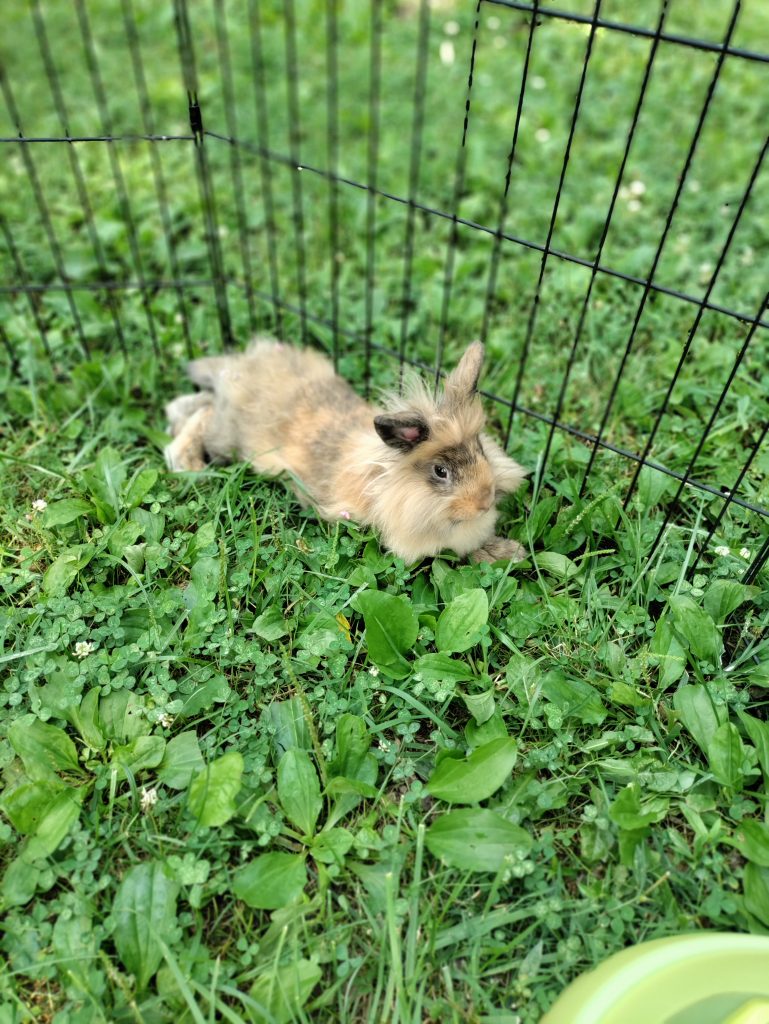 Sunburst - Lionhead Bunny