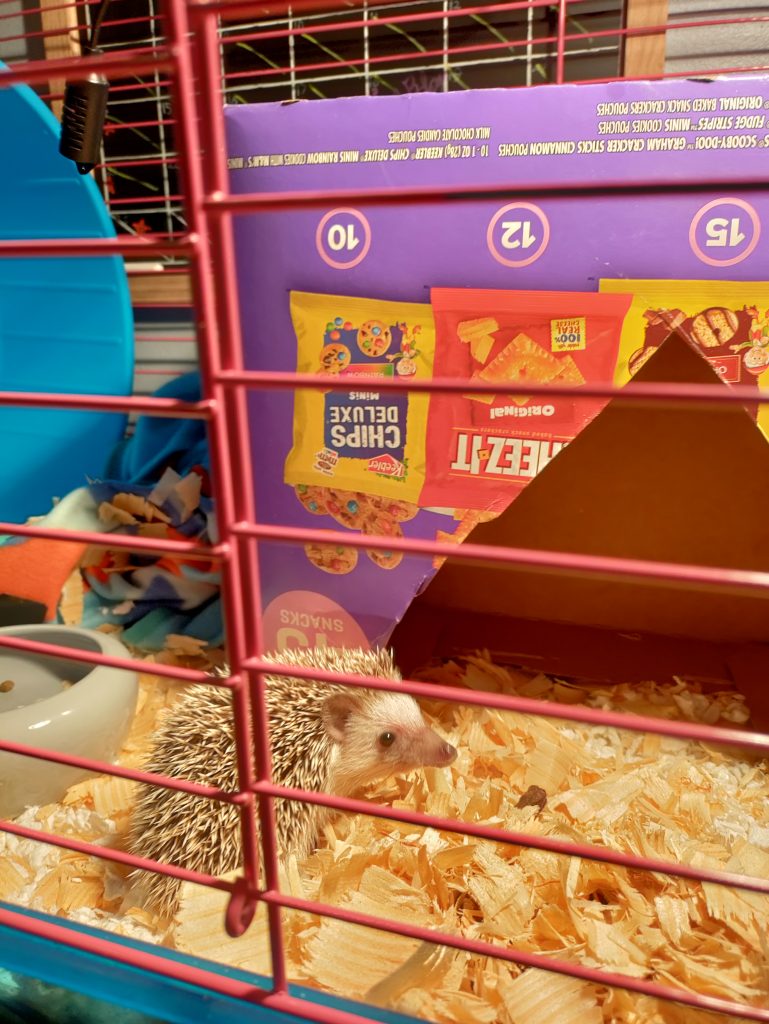 Pippin - African Pygmy Hedgehog