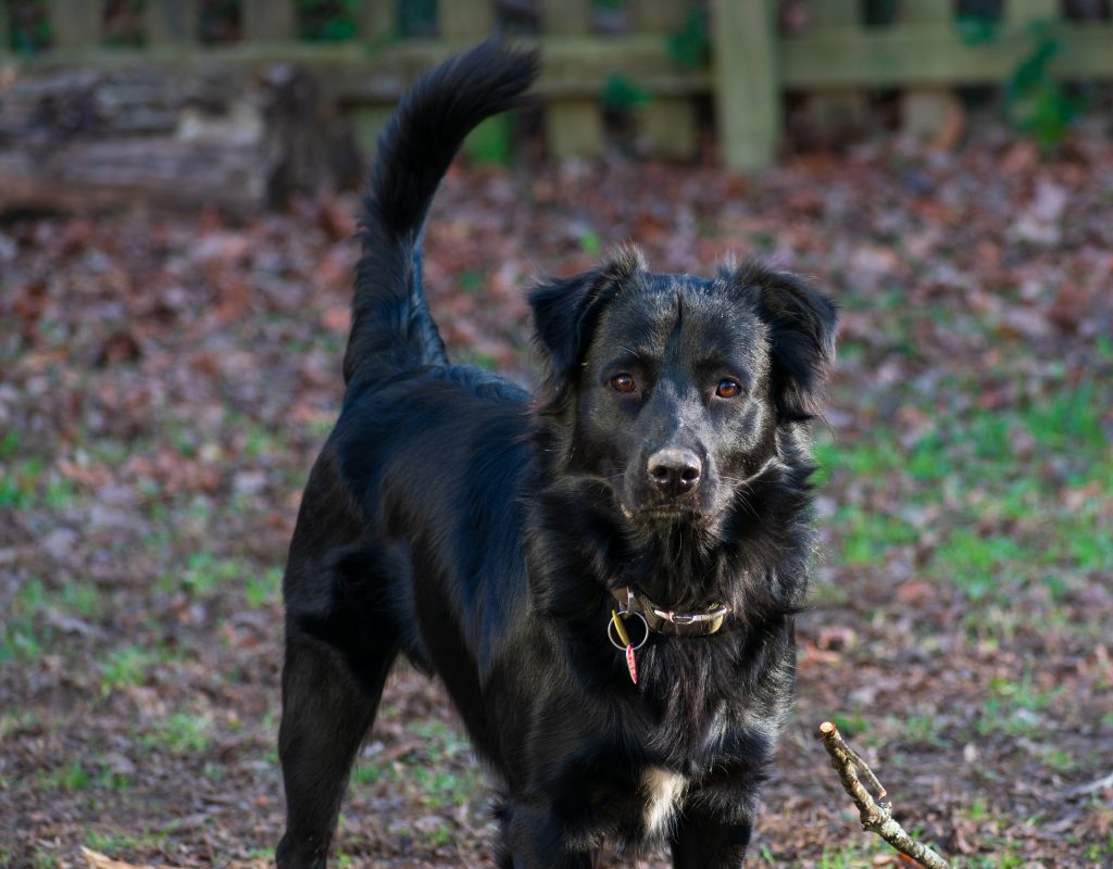 Ori Bear - Lab/Retriever/Aussie/Heeler